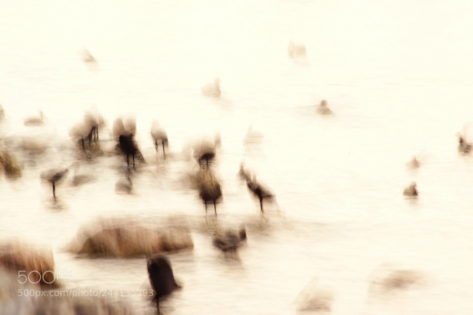 Sony SLT-A65 (SLT-A65V) sample photo. Ducks.. photography