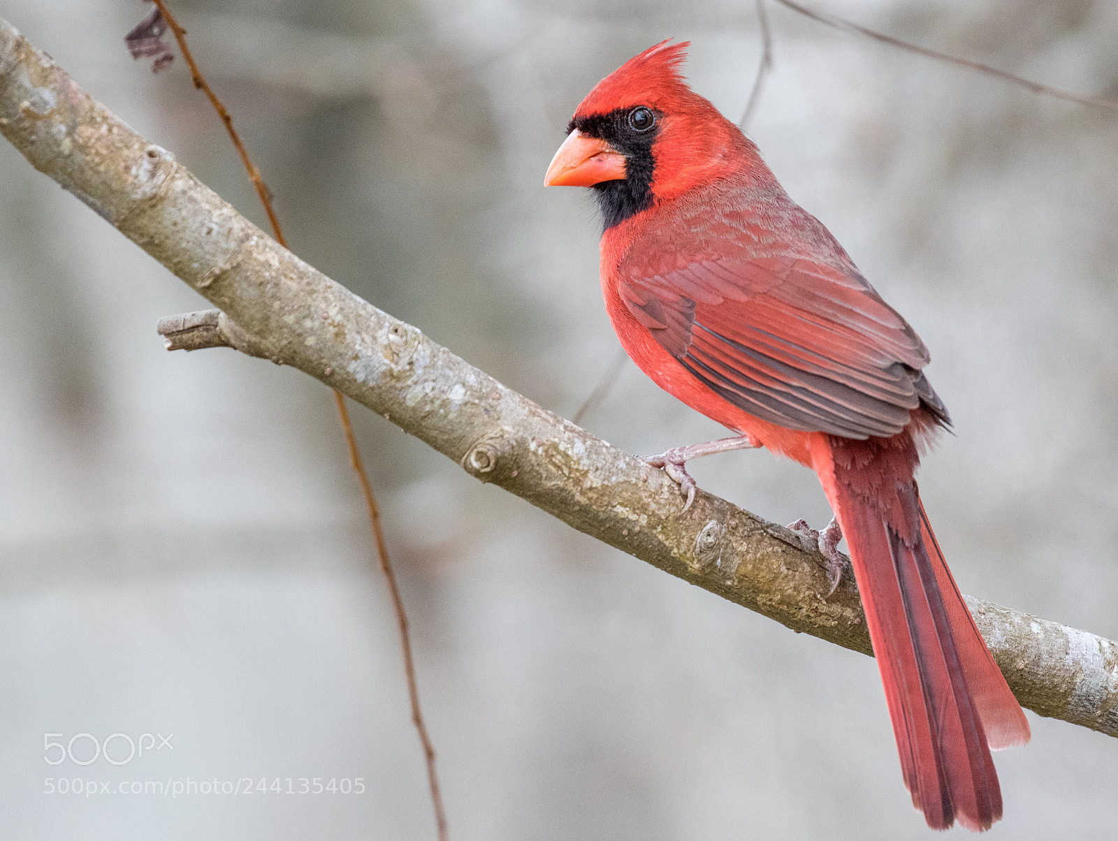 Canon EOS 7D Mark II sample photo. Northern cardinal photography
