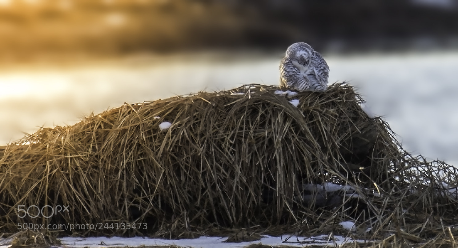 Nikon D810 sample photo. A snowy owl preening photography
