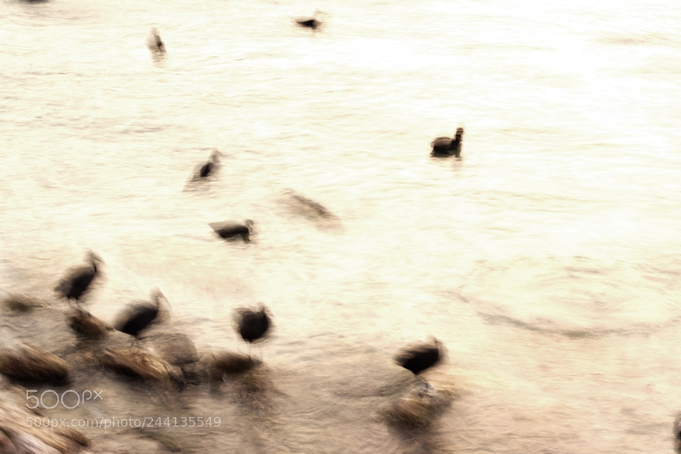 Sony SLT-A65 (SLT-A65V) sample photo. Ducks.. photography