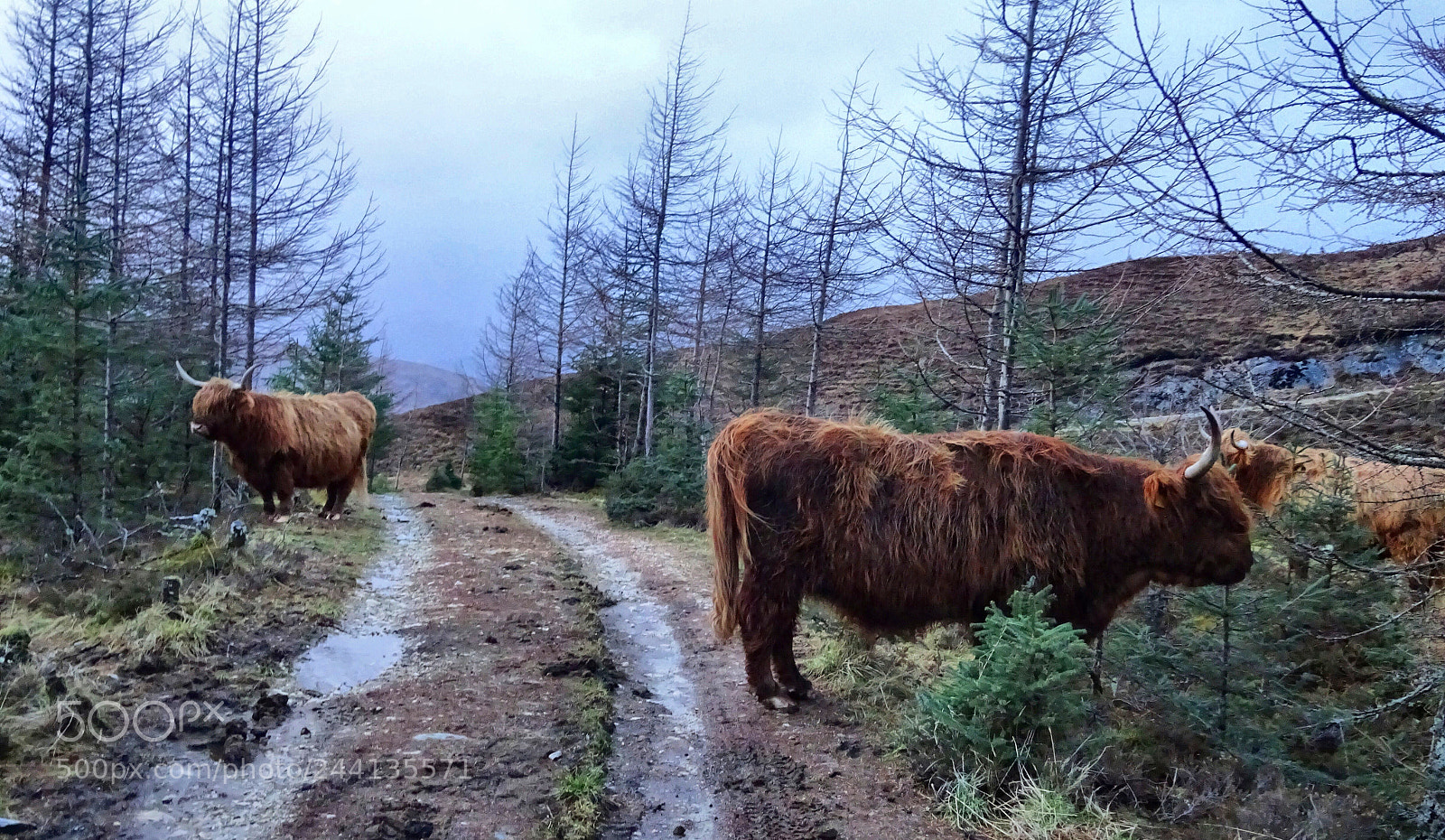 Sony Cyber-shot DSC-WX350 sample photo. Cow hill photography