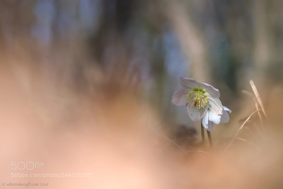 Fujifilm X-T1 sample photo. Untitled photography