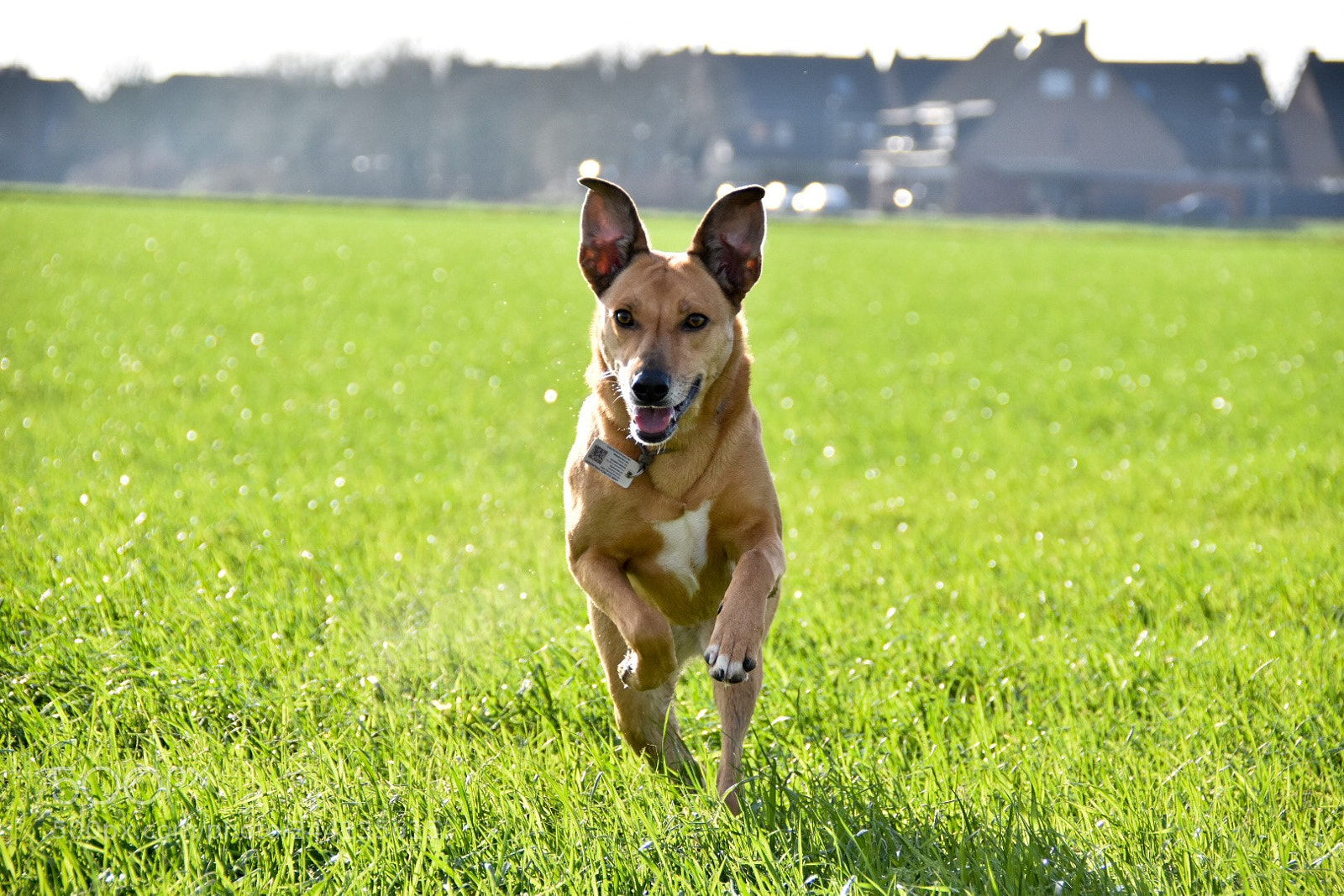 Nikon D5600 sample photo. Keep running in the photography