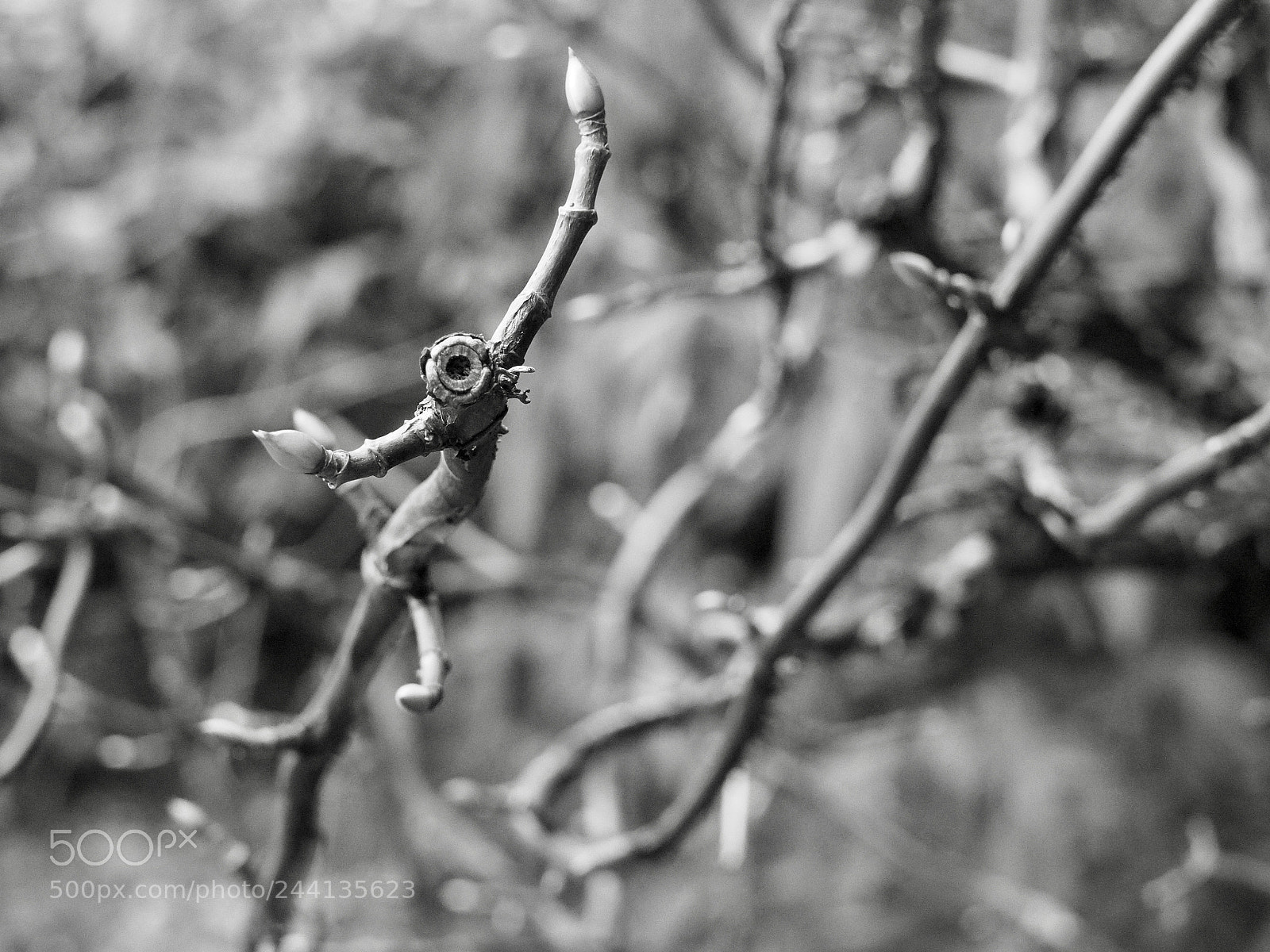Olympus OM-D E-M10 II sample photo. Branched photography