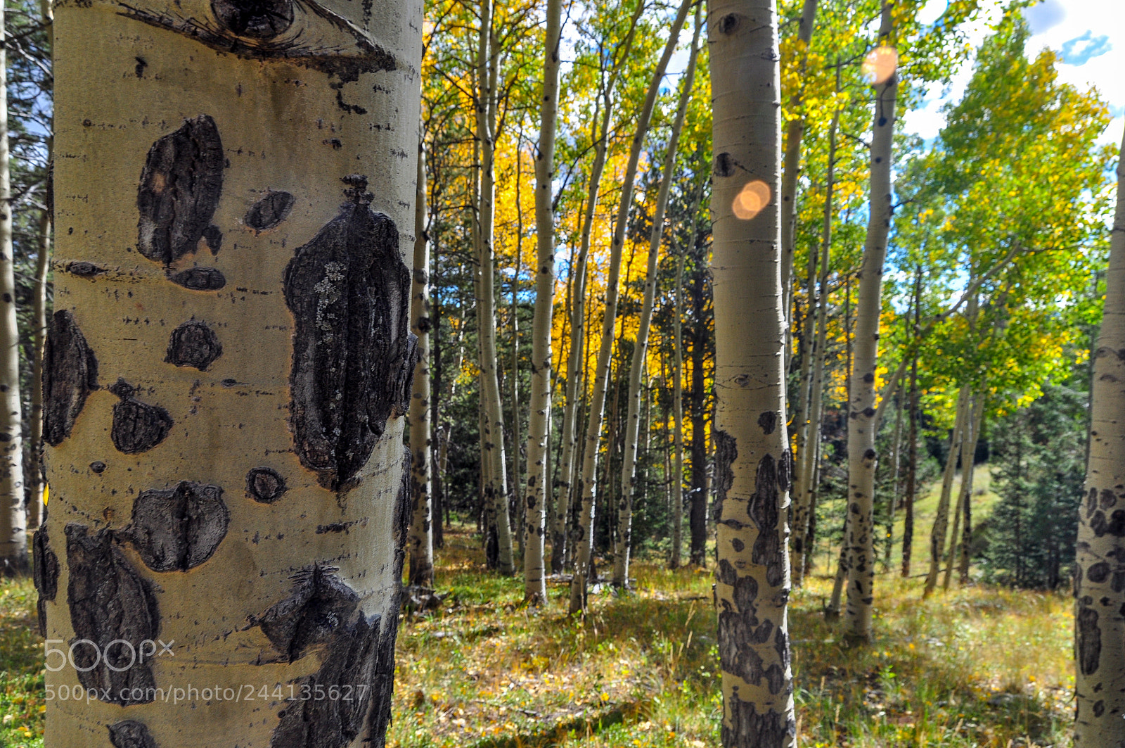 Nikon D5000 sample photo. Mueller aspens photography