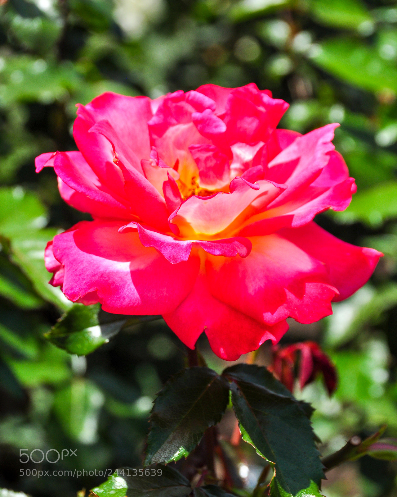Nikon D5000 sample photo. Pristine photography