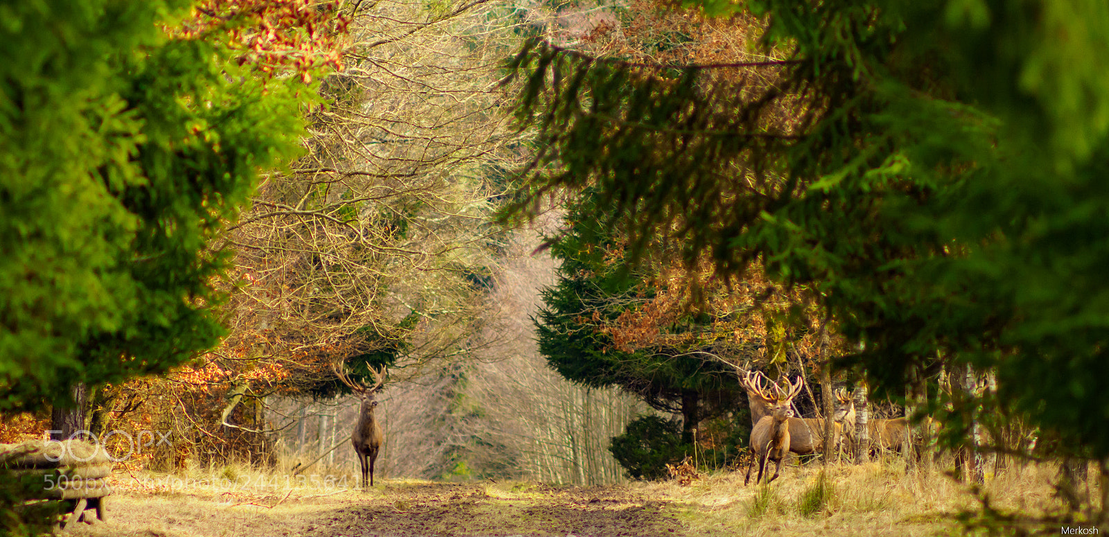 Olympus OM-D E-M1 Mark II sample photo. Majesty photography