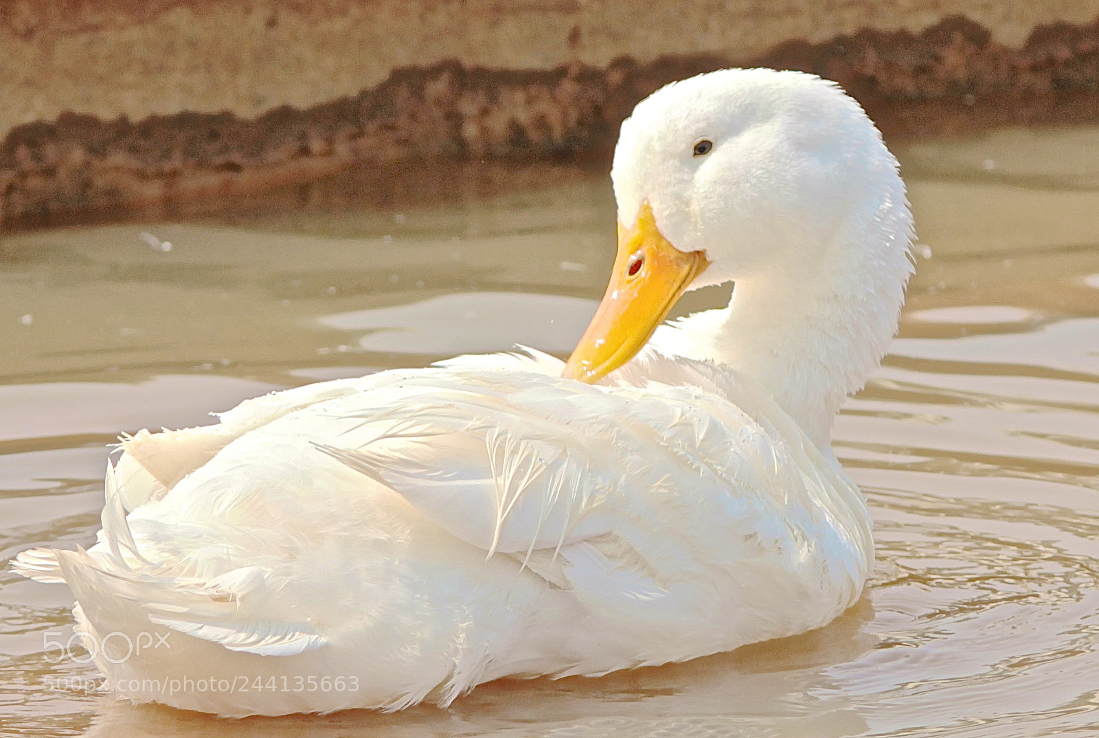 Canon EOS 1100D (EOS Rebel T3 / EOS Kiss X50) sample photo. Duck photography