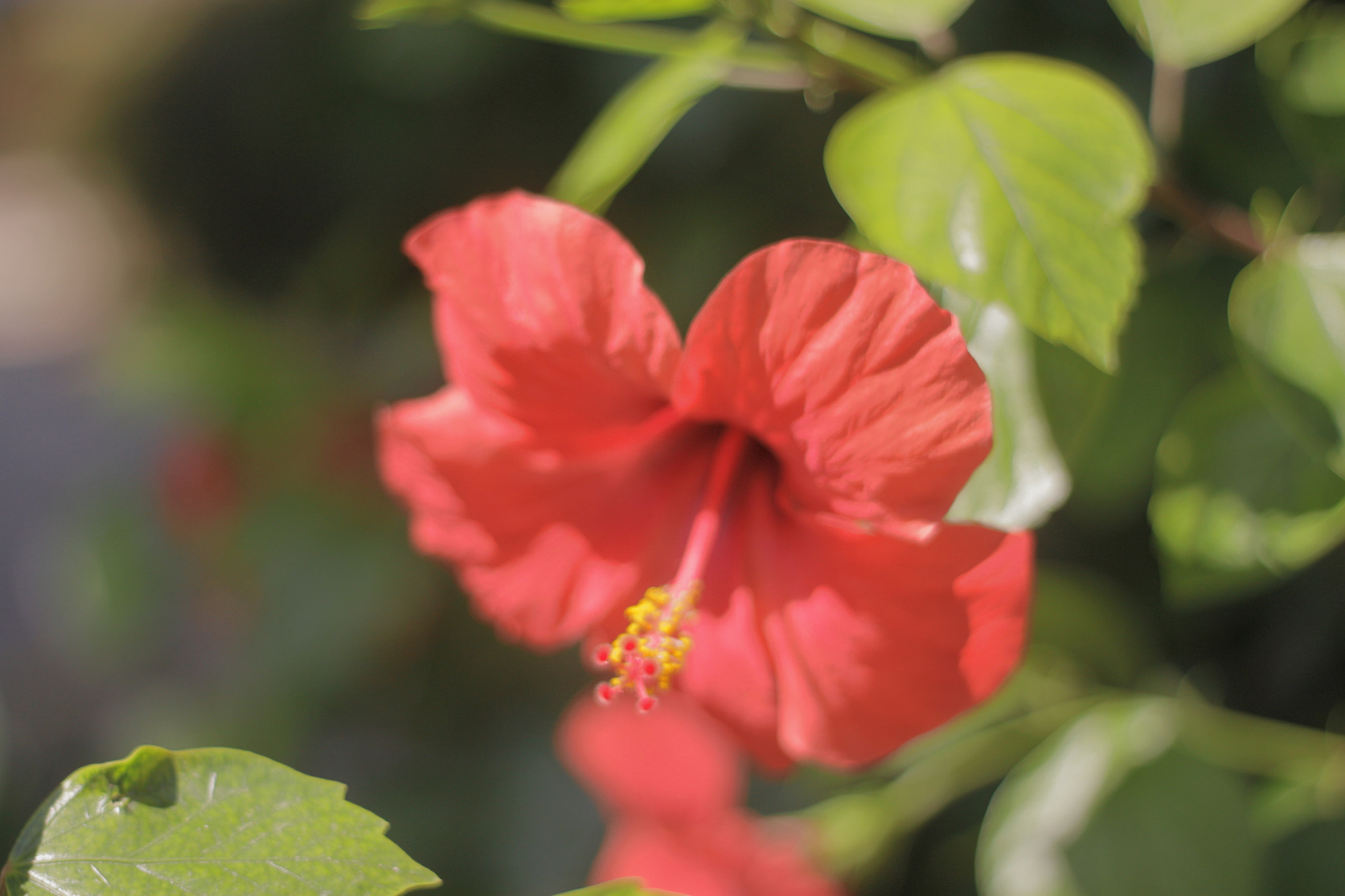 Canon EOS 500D (EOS Rebel T1i / EOS Kiss X3) + Canon EF 50mm f/1.8 sample photo. Spain 2015 photography