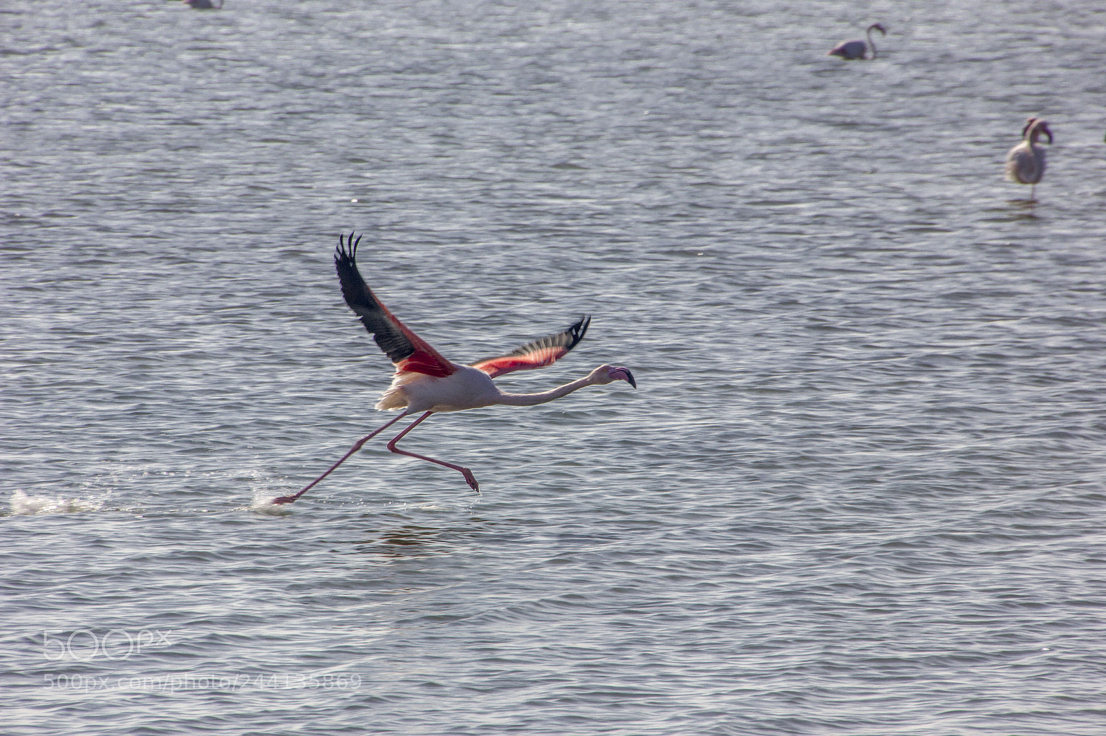 Canon EOS 550D (EOS Rebel T2i / EOS Kiss X4) sample photo. Flamingo photography