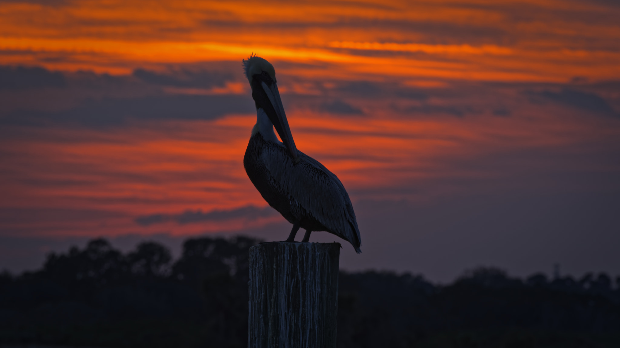 Nikon D500 sample photo. Pelican at sunset photography