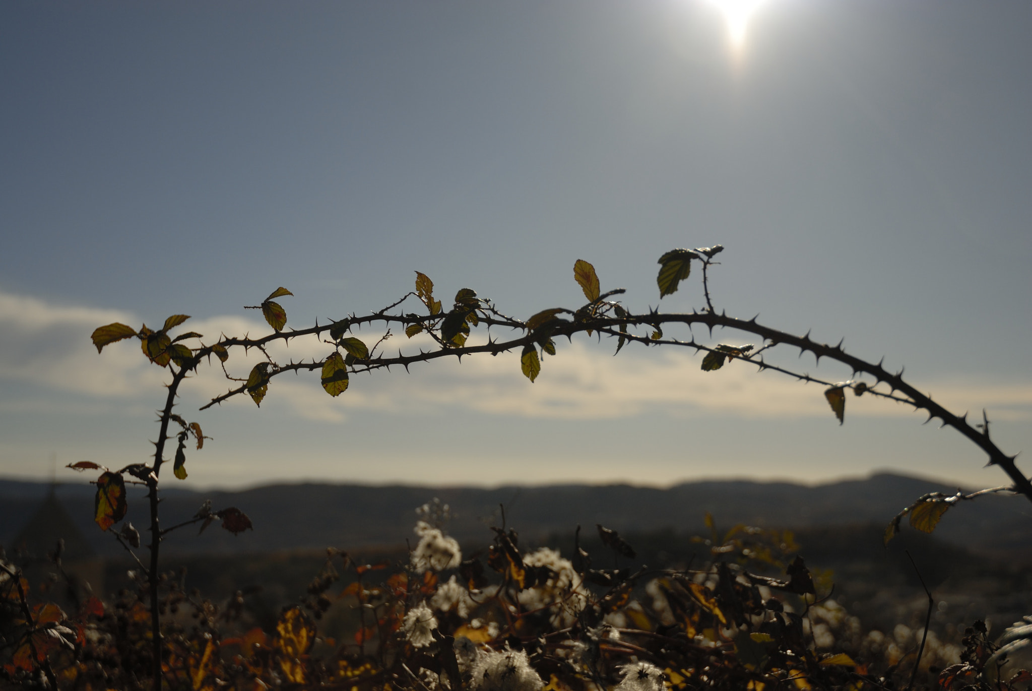 Nikon D200 sample photo. Rosier sauvage / wild roses photography