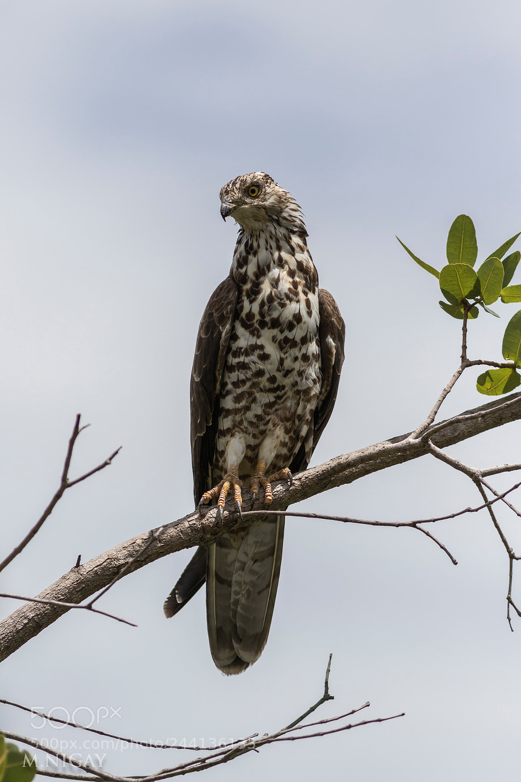 Canon EOS 7D Mark II sample photo. Aigle zimbabwe photography