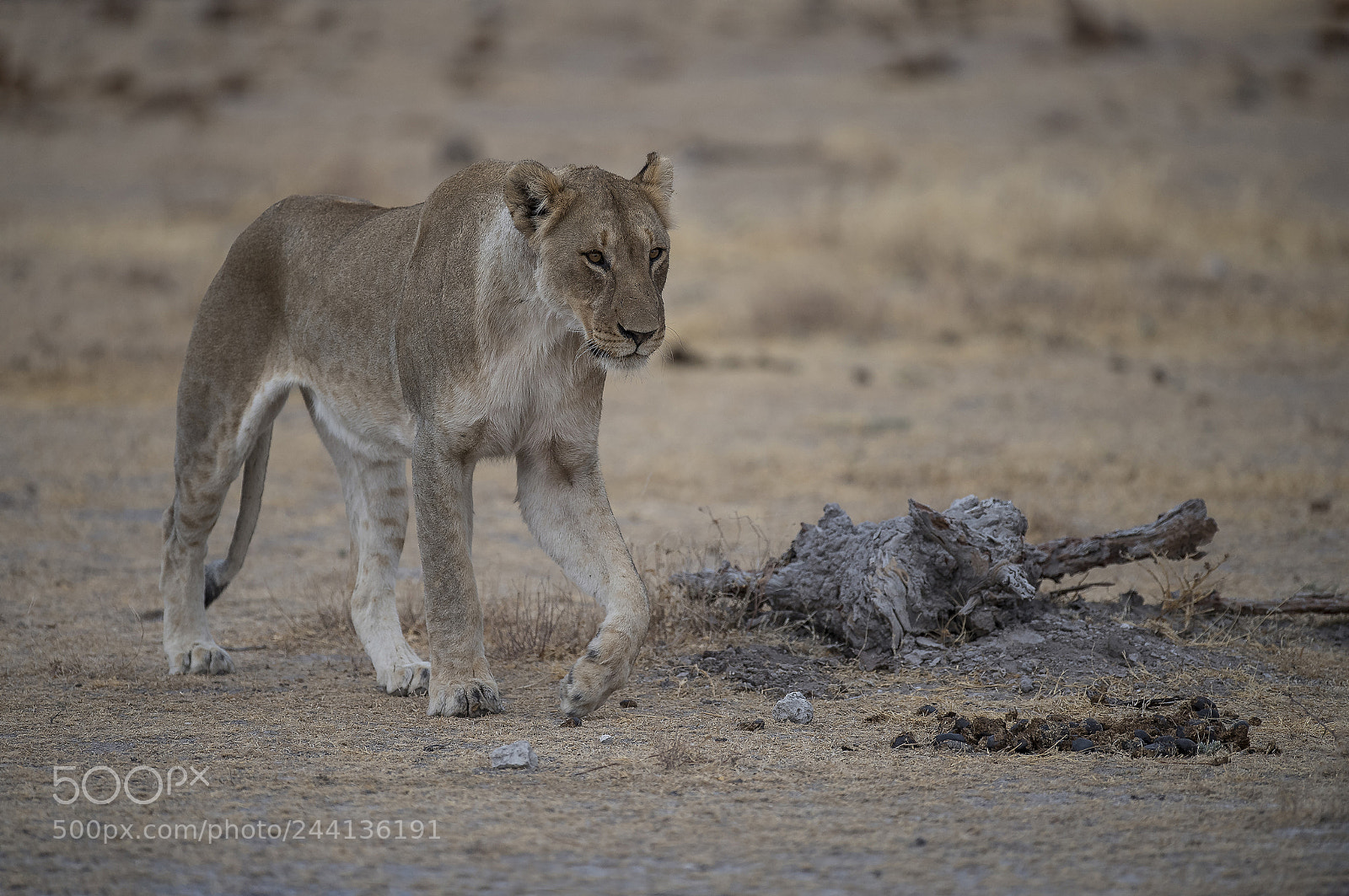 Nikon D5 sample photo. Lioness photography