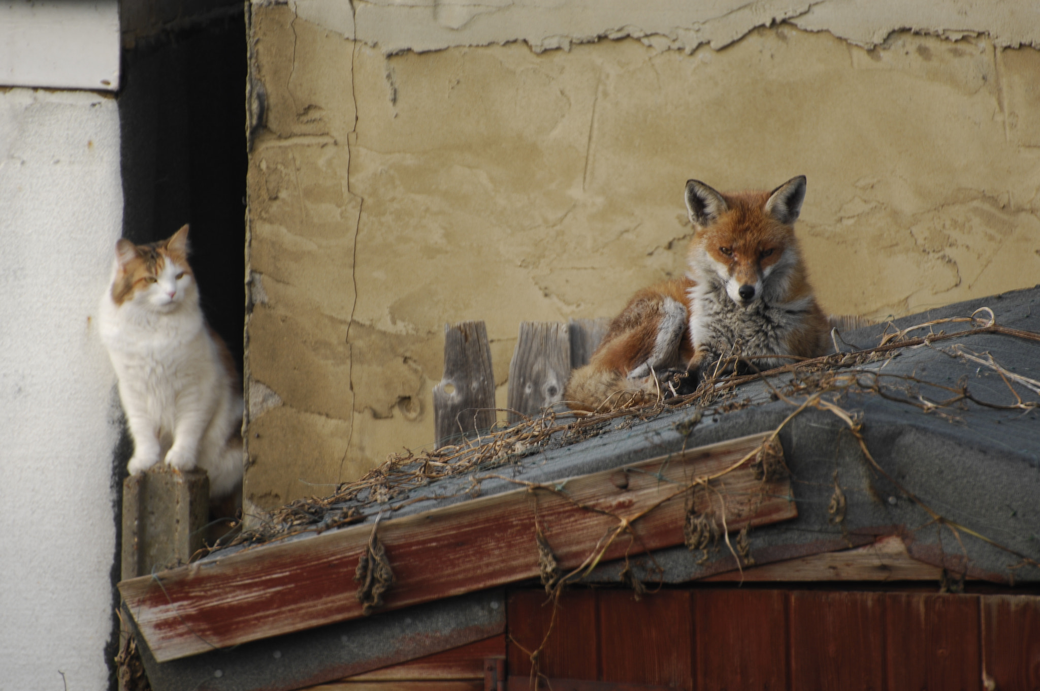 Nikon D2X sample photo. Cat and fox photography