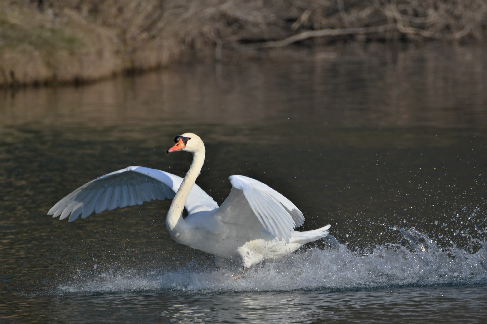 Nikon D7500 sample photo. Landing swan photography