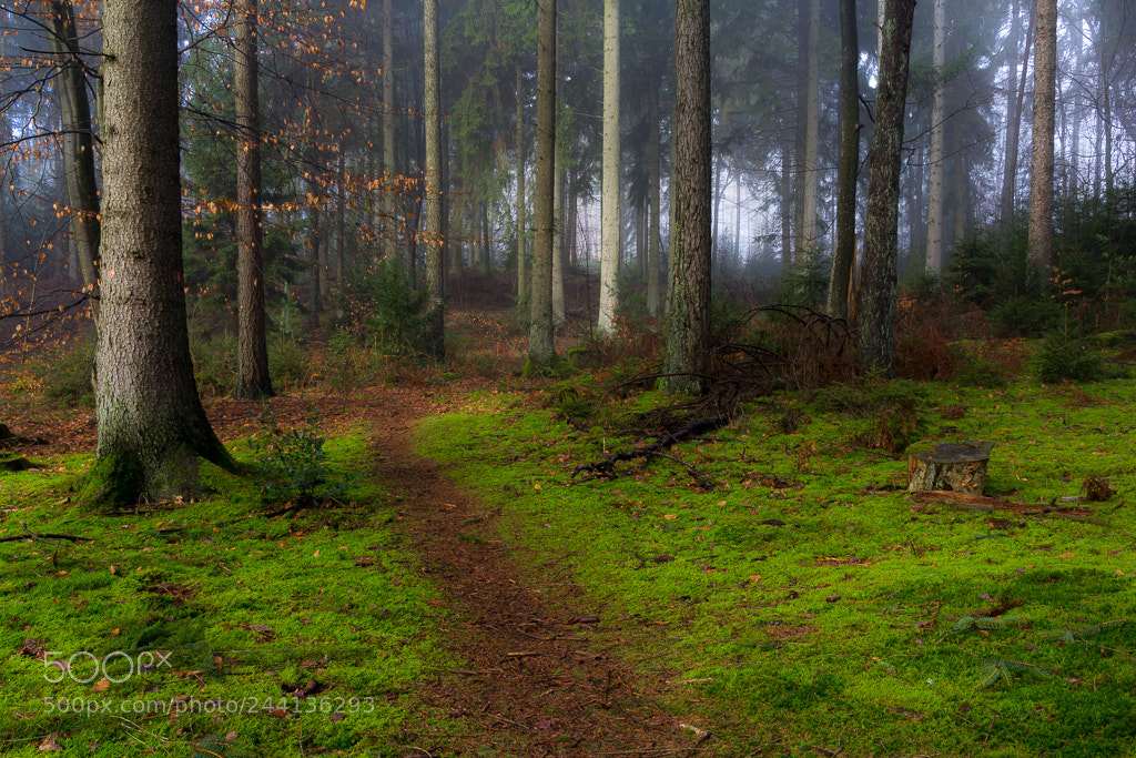 Canon EOS 60D sample photo. In the forest photography