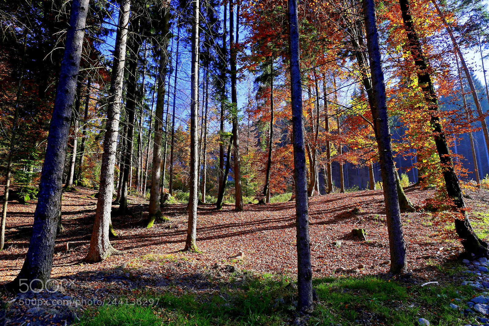 Canon EF 24-70mm F4L IS USM sample photo. Light in the wood photography