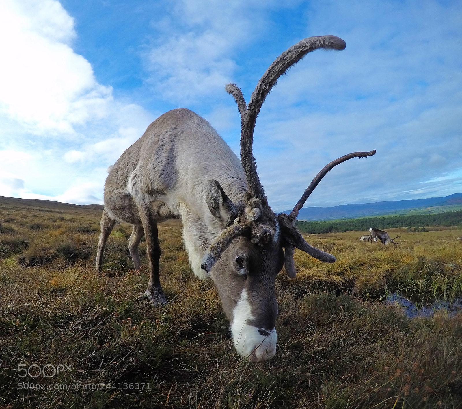 GoPro HERO4 Silver sample photo. Reindeer photography