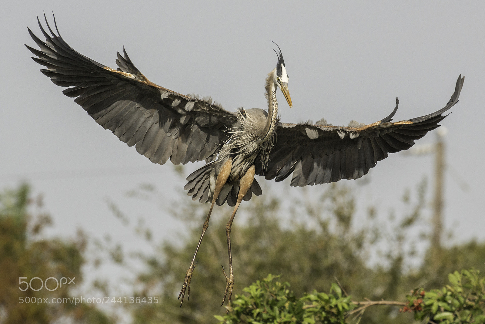 Nikon D800 sample photo. Great blue heron landing photography