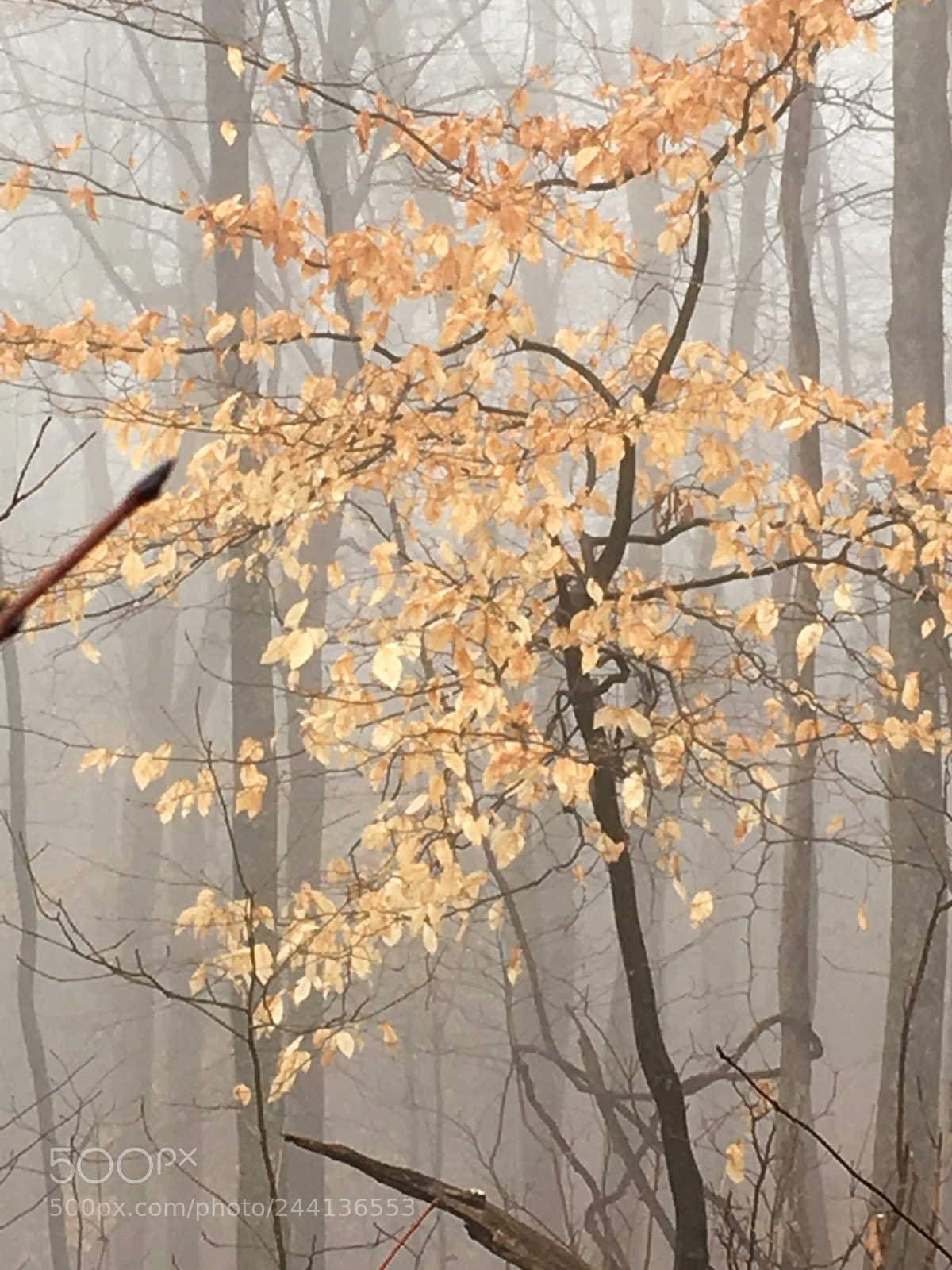 Apple iPhone 6s sample photo. Foggy morning photography
