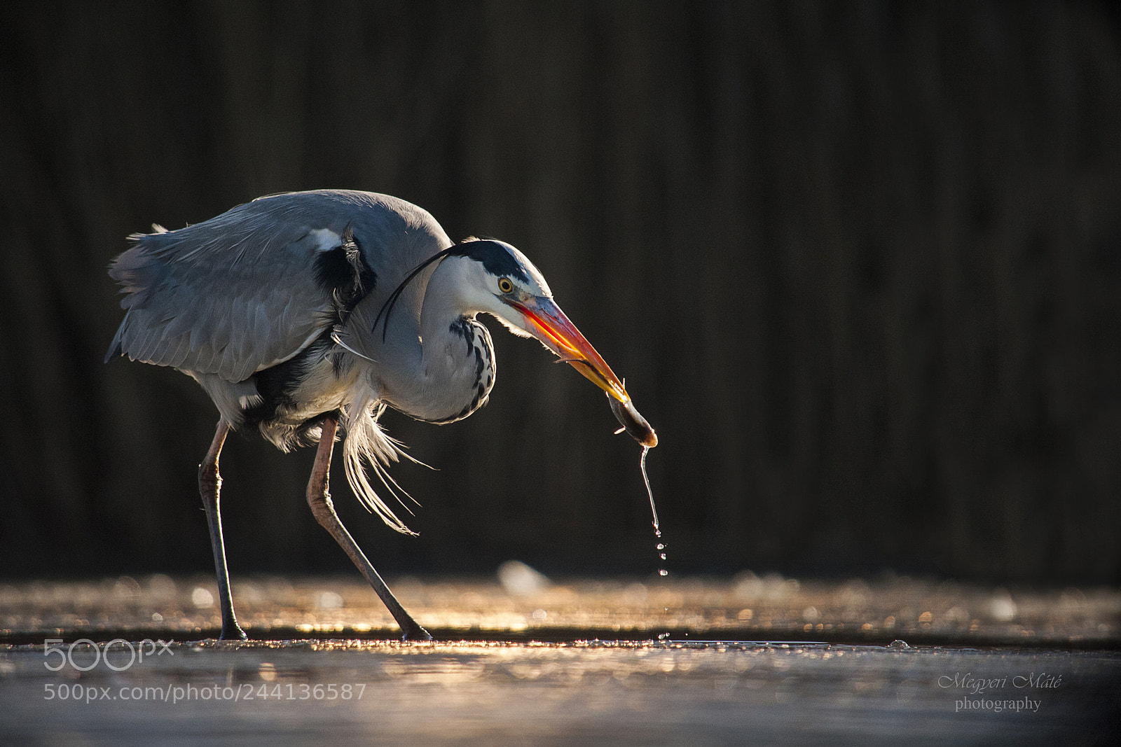Nikon D700 sample photo. Grey heron photography