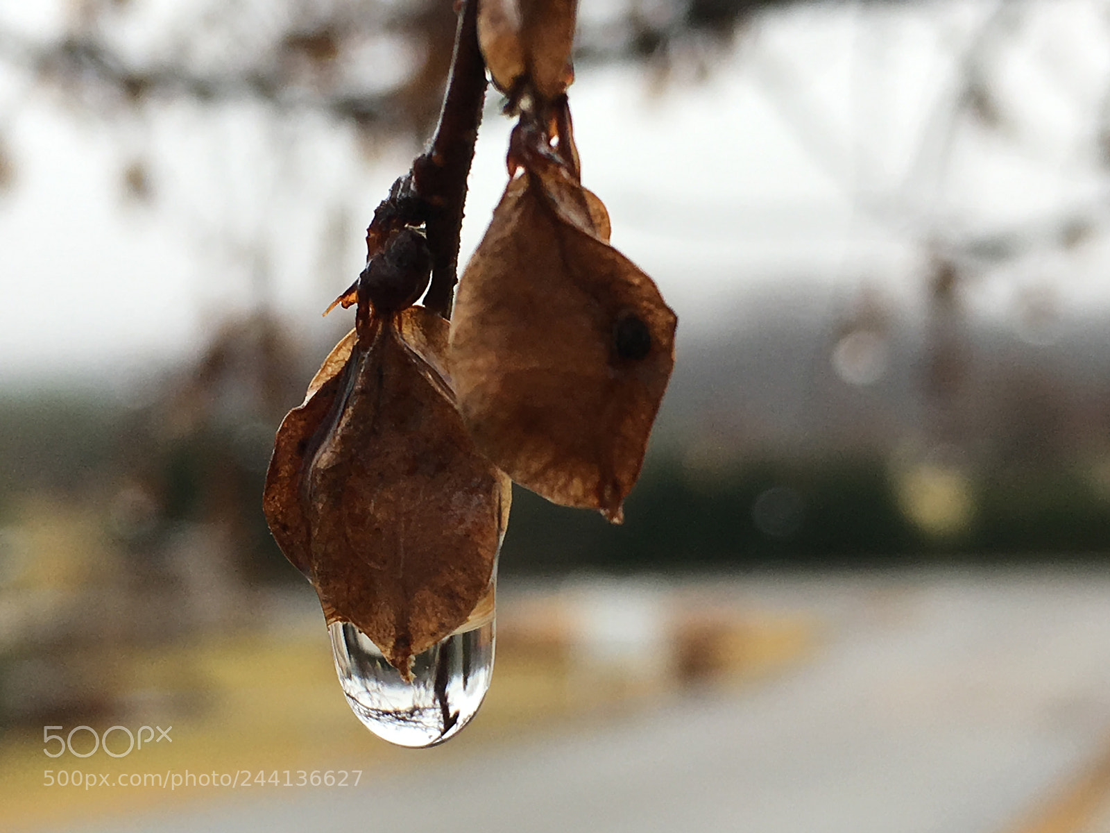 Apple iPhone 6s sample photo. Rain photography
