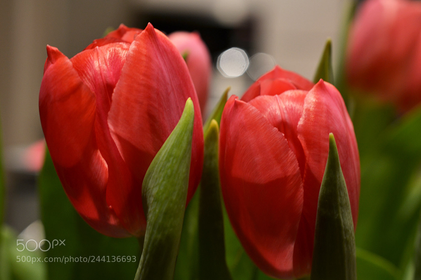 Nikon D3100 sample photo. Tulips photography