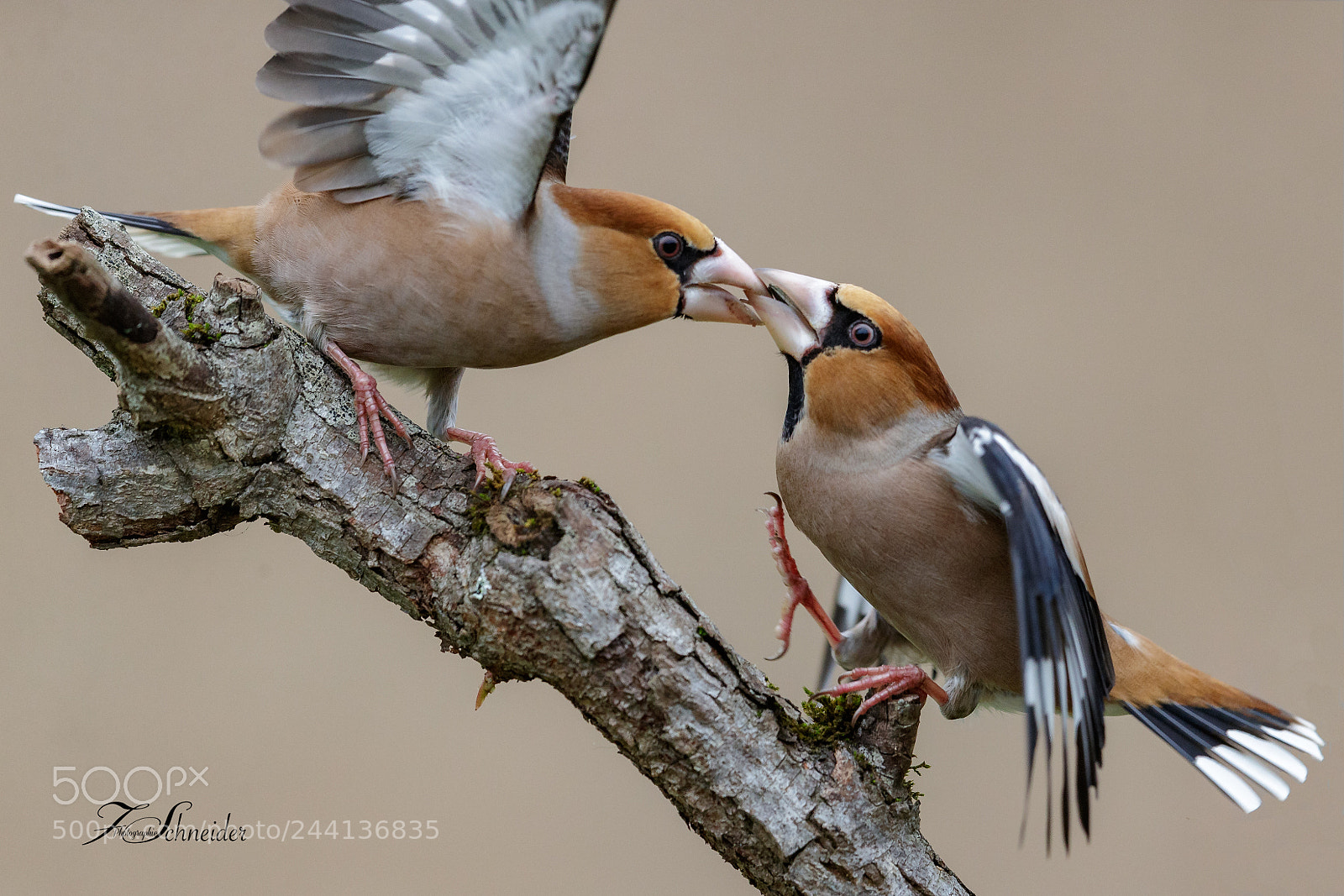 Canon EOS-1D X Mark II sample photo. Hawfinches fighting photography