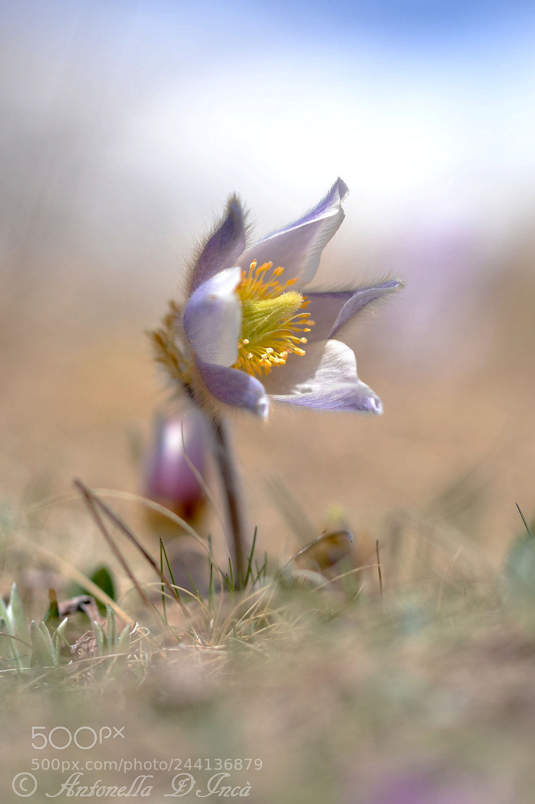 Nikon D3100 sample photo. Pulsatilla photography