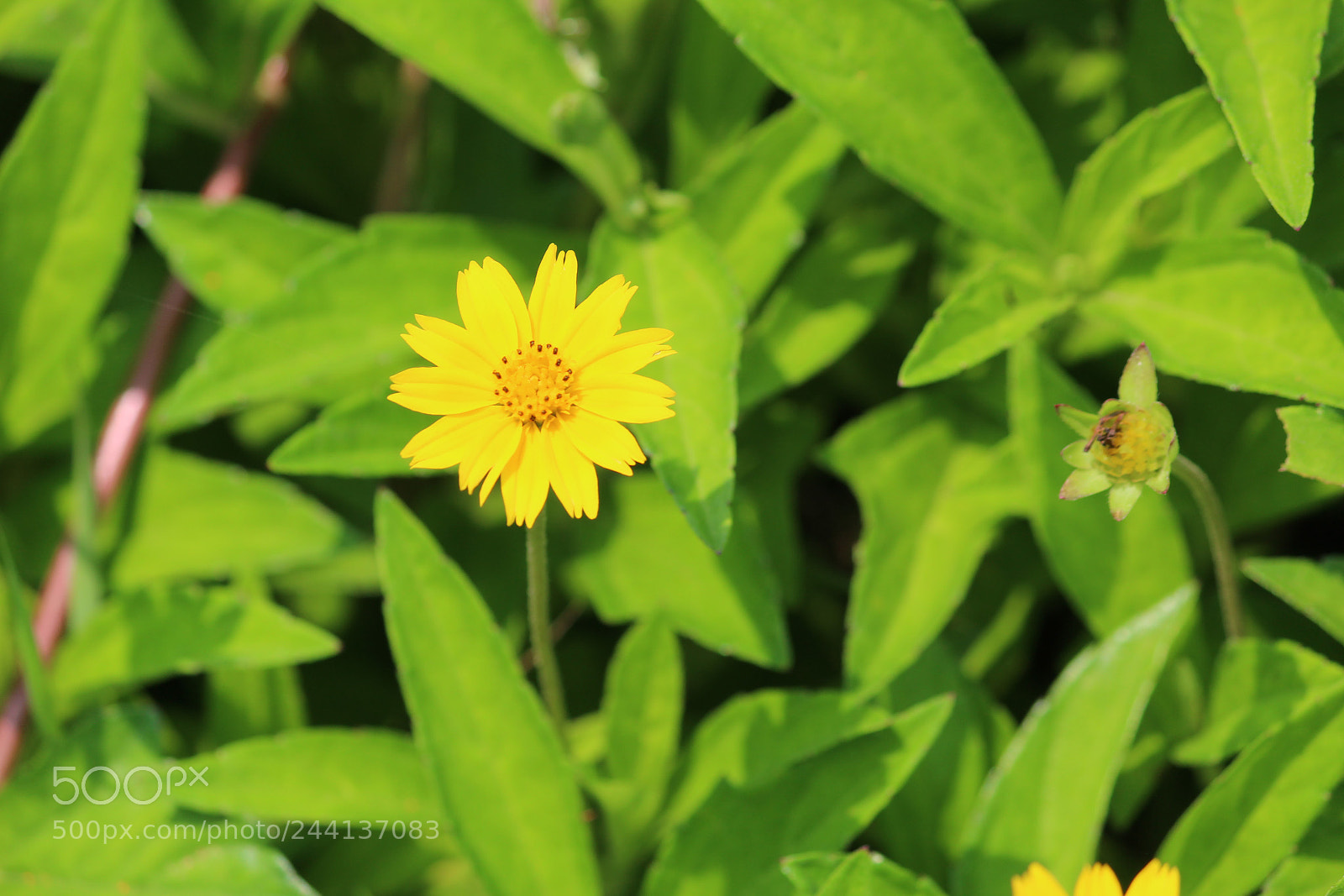 Canon EF-S 55-250mm F4-5.6 IS II sample photo. Developersclicks photography
