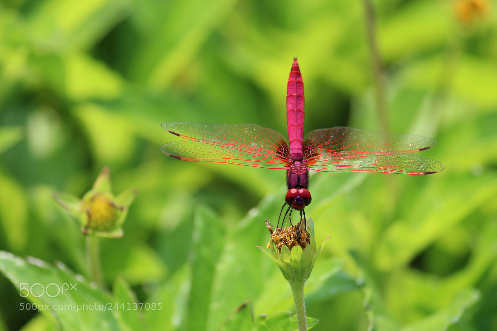 Canon EF-S 55-250mm F4-5.6 IS II sample photo. Developersclicks photography