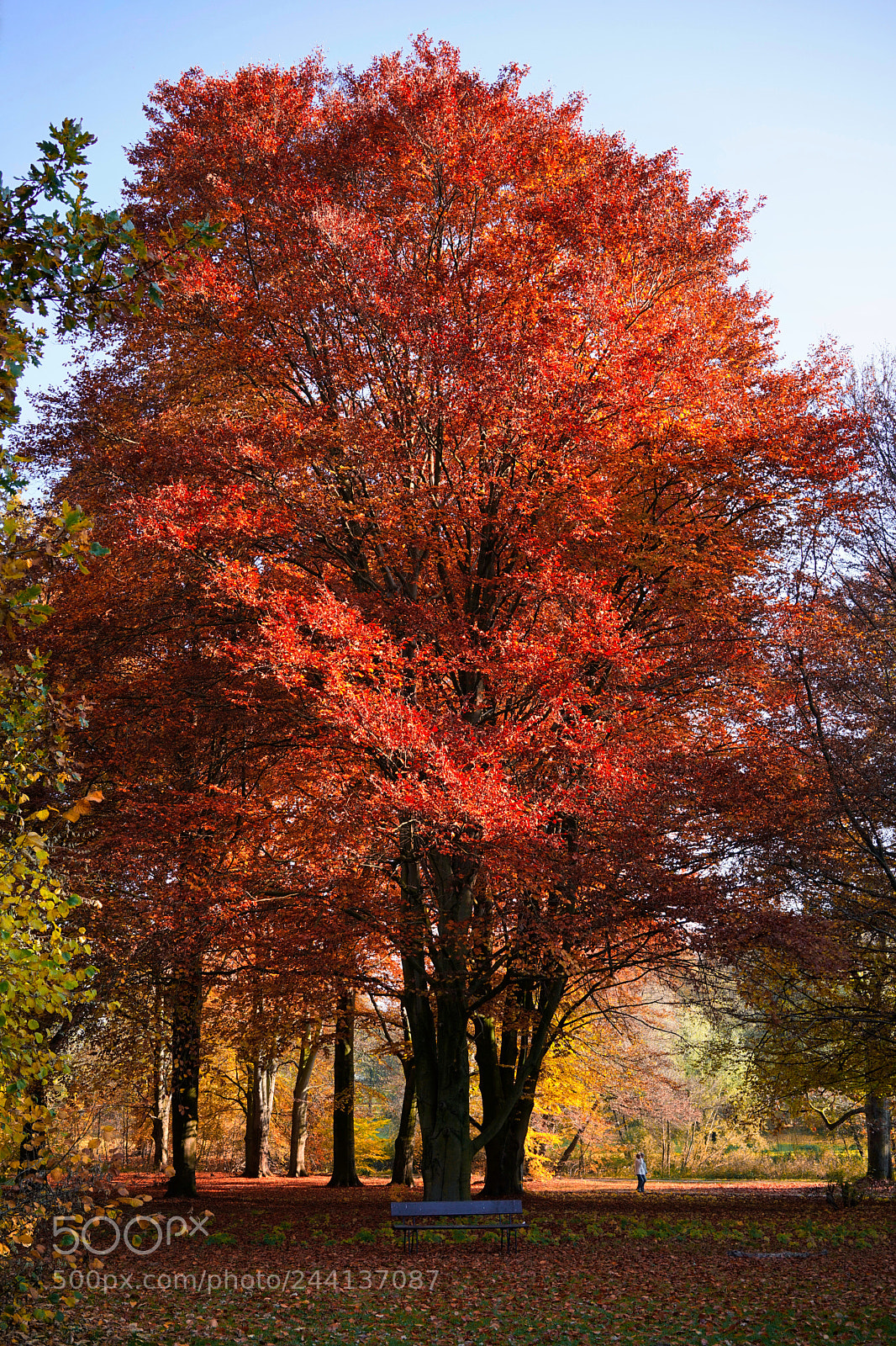 Sony a7 II sample photo. Red photography
