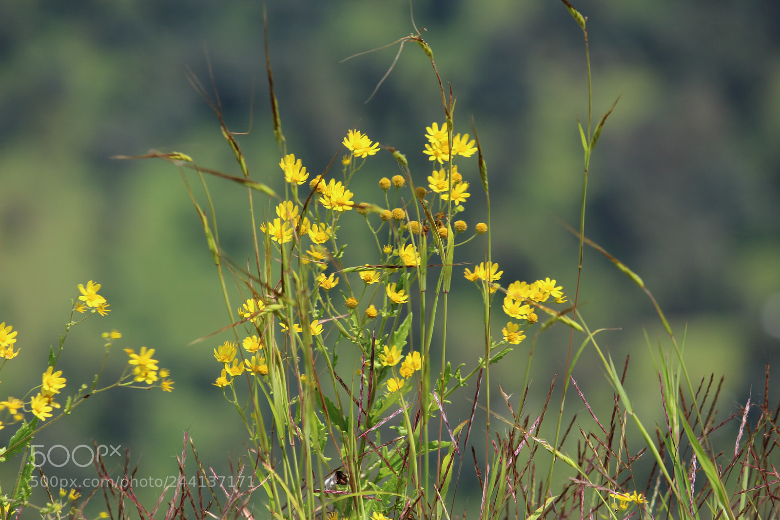 Canon EF-S 55-250mm F4-5.6 IS II sample photo. Developersclicks photography