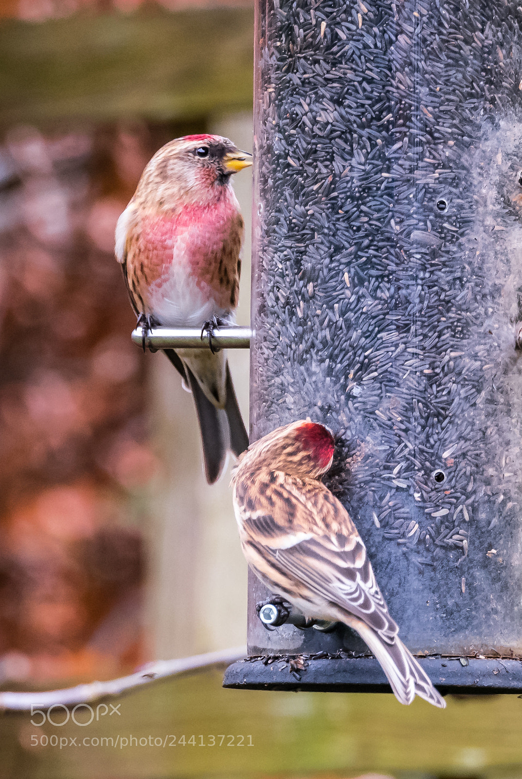 Nikon D850 sample photo. Lesser redpolls ii photography