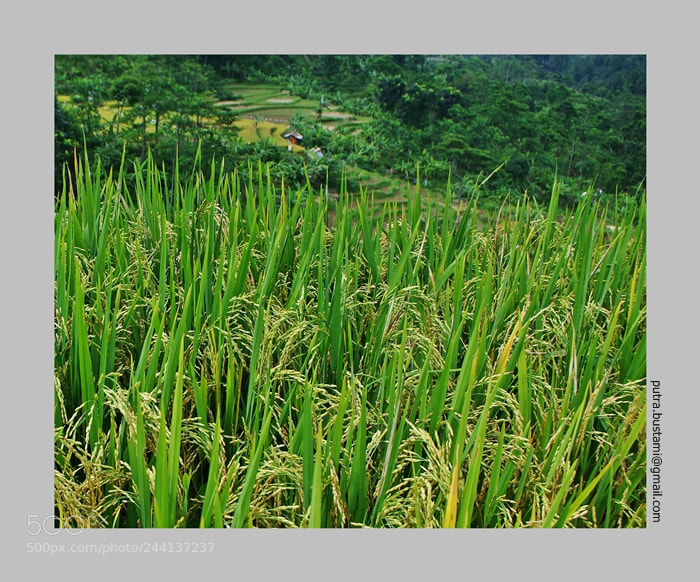 Pentax K-5 sample photo. "baariklanaa" photography