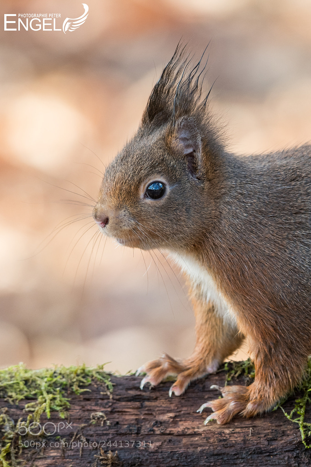 Nikon D850 sample photo. Squirrel portrait photography
