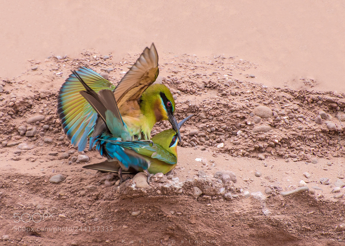Nikon D7200 sample photo. Blue tailed bee eaters photography