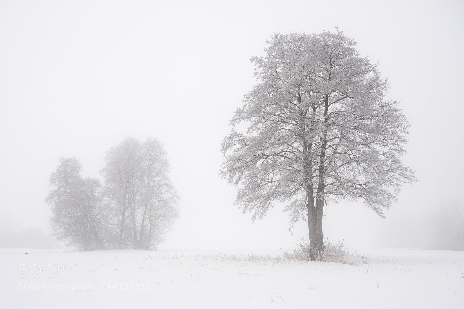 Olympus OM-D E-M1 sample photo. Beautiful frosted tree photography