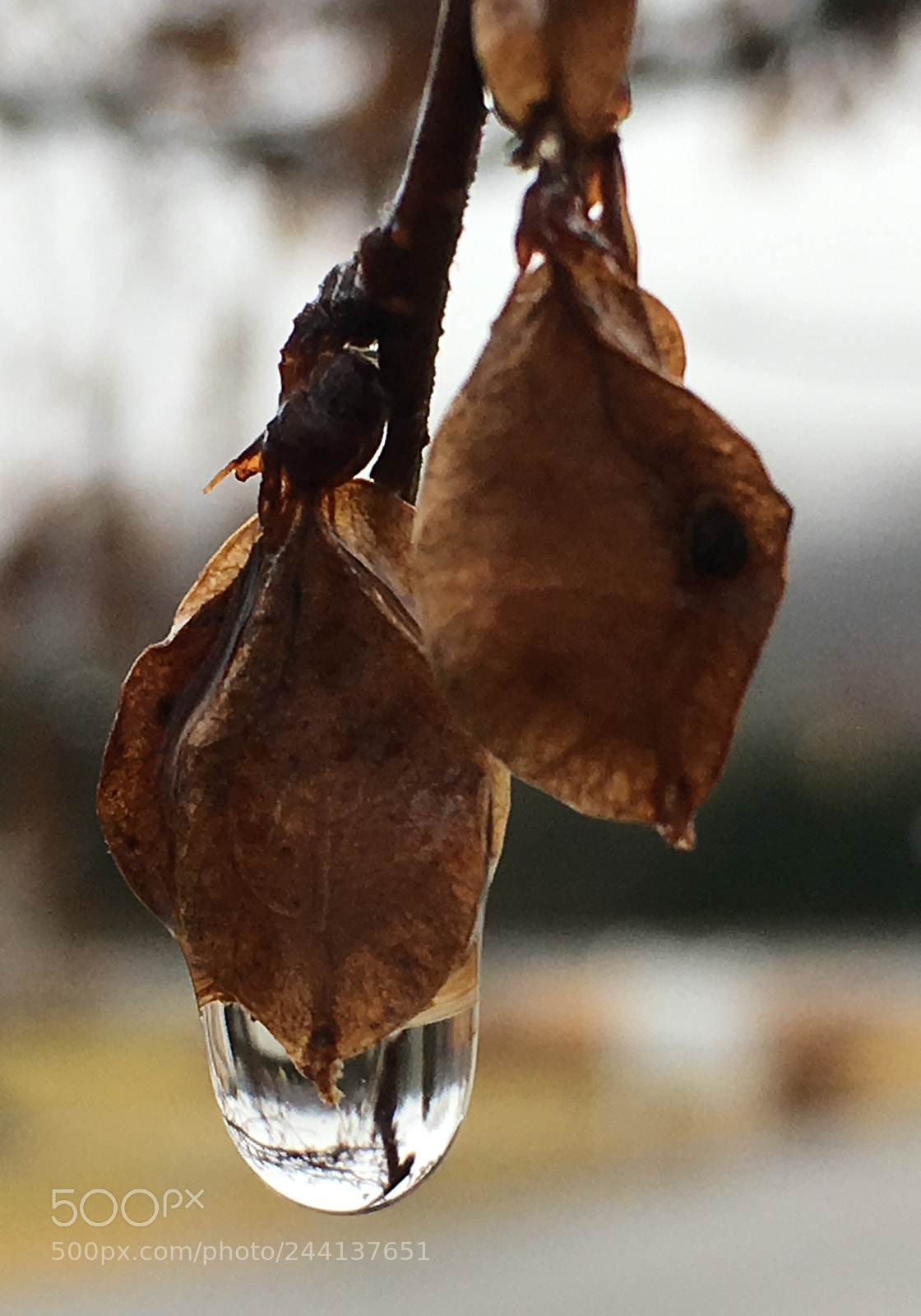 Apple iPhone 6s sample photo. Rain 2 photography