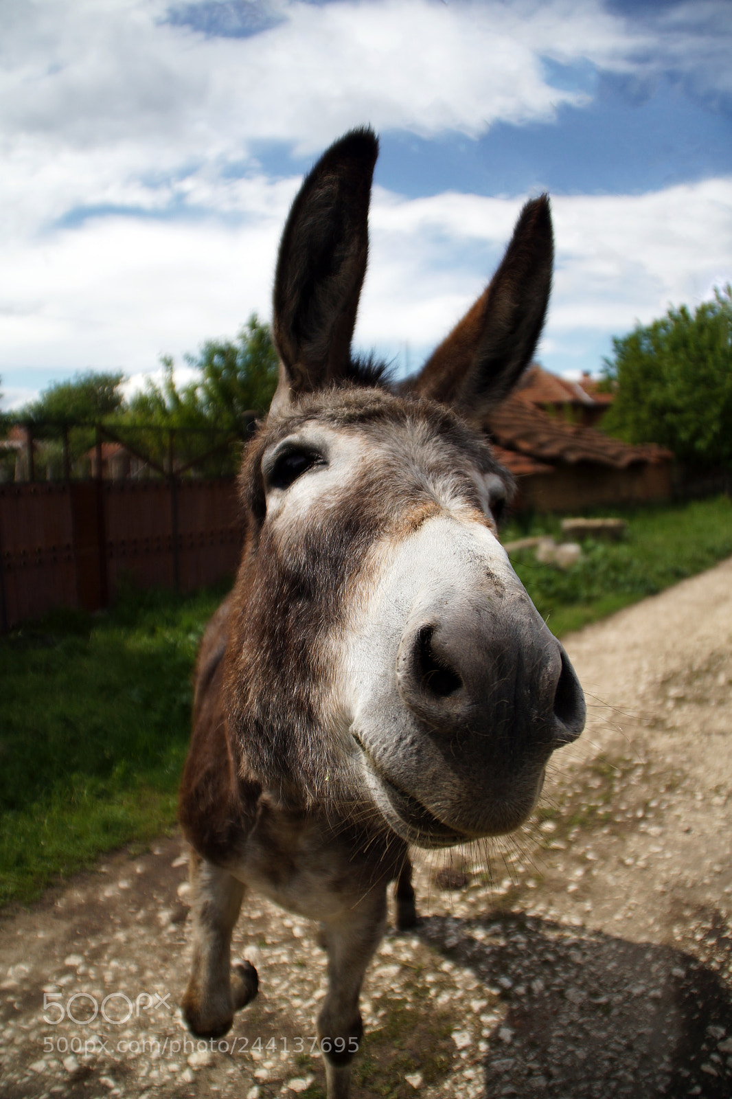 Sony SLT-A65 (SLT-A65V) sample photo. Curiosity photography