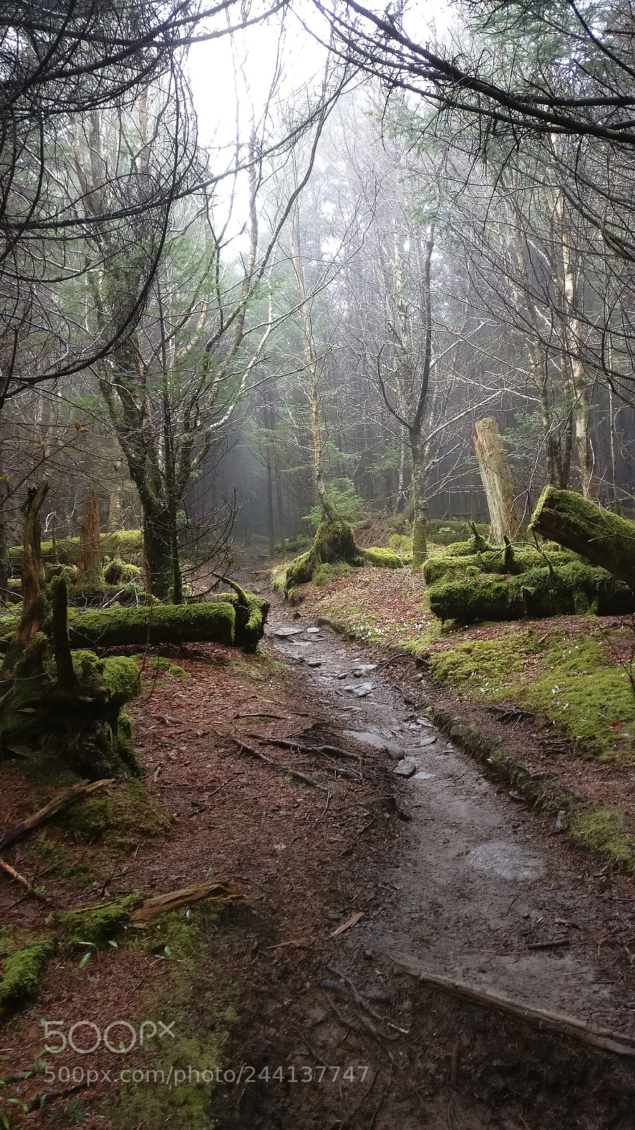 OnePlus A3003 sample photo. Mossy trail photography