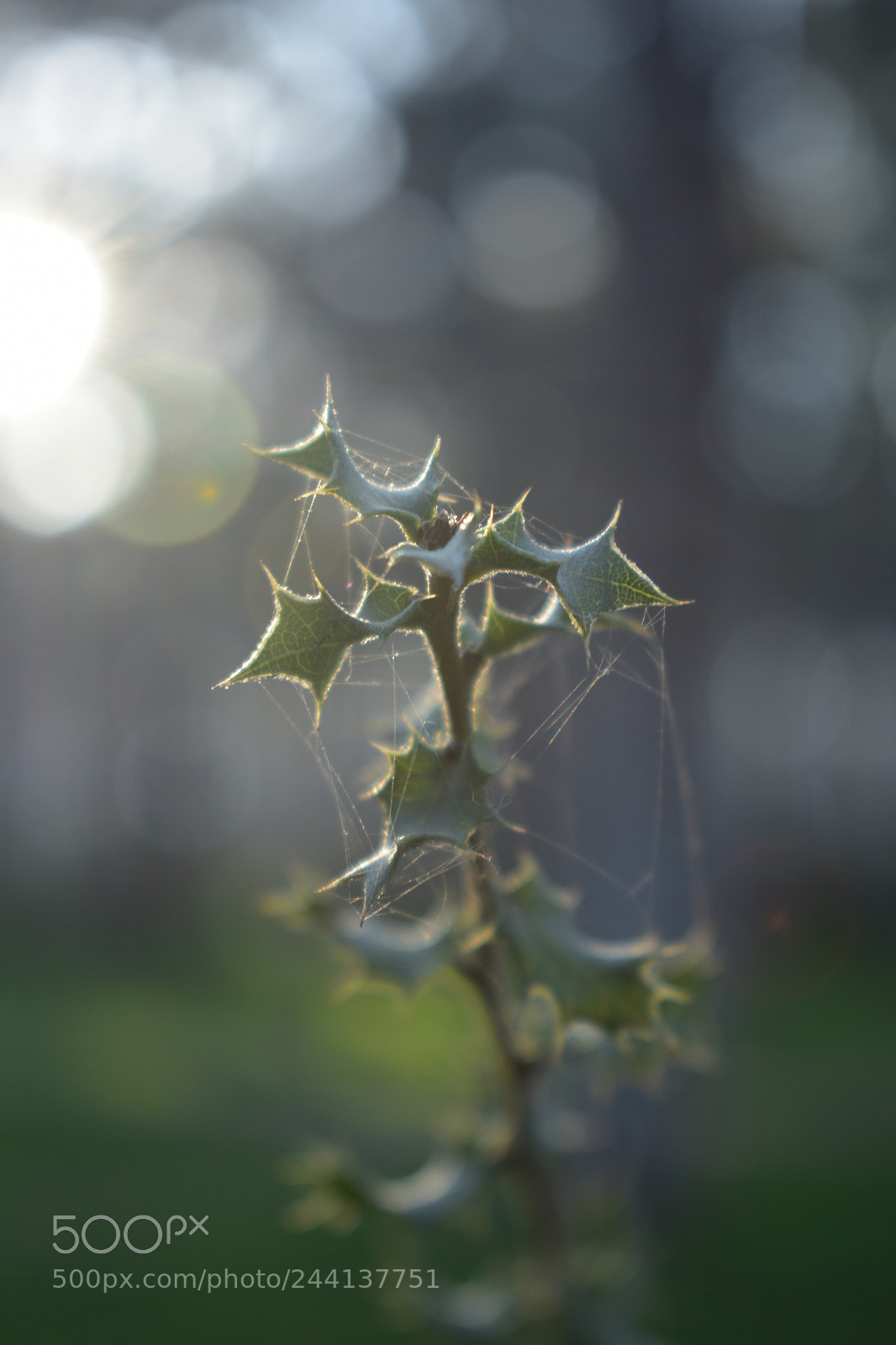 Nikon D3400 sample photo. Web photography