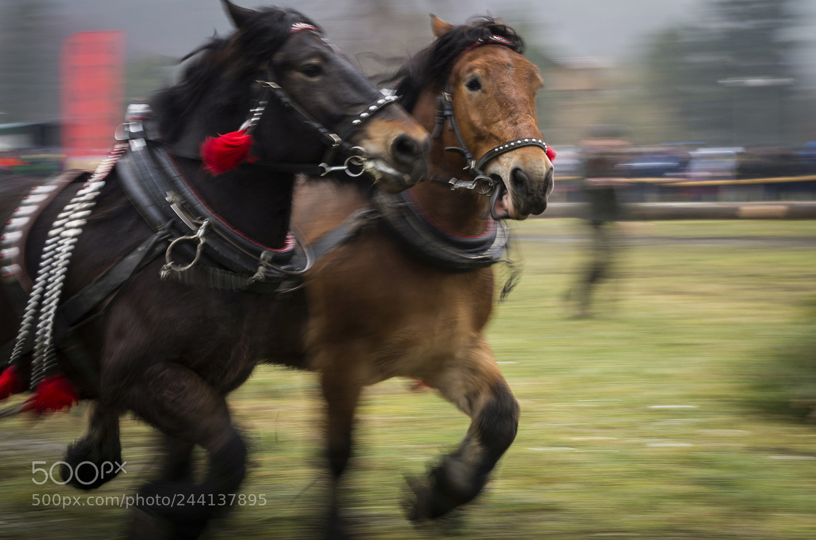 Pentax K-30 sample photo. Carter competition photography