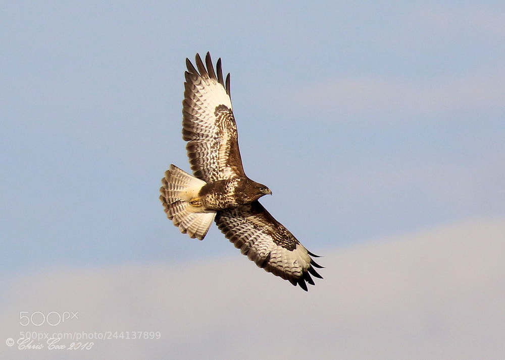 Canon EOS 7D Mark II sample photo. Buzzard photography