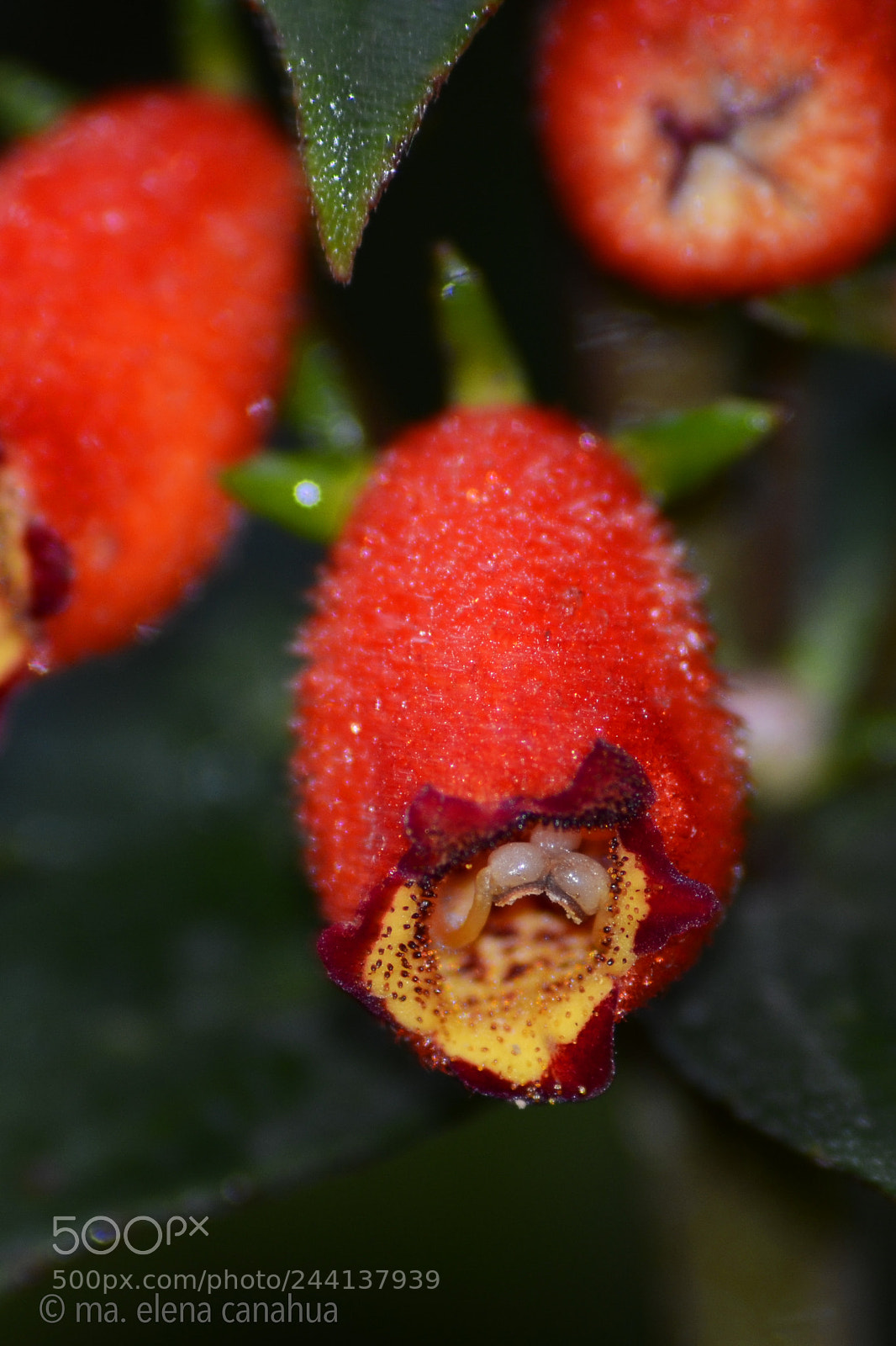 Nikon D5100 sample photo. Manu wild flower details photography