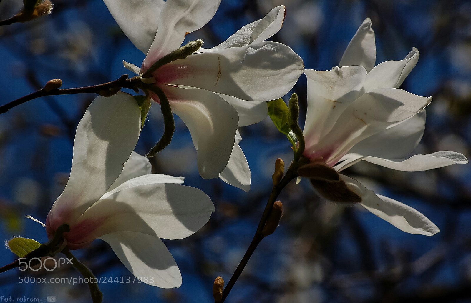 Nikon D50 sample photo. Magnolia photography