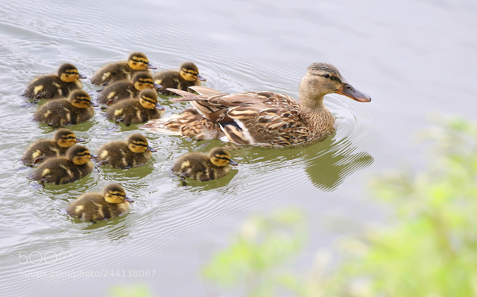 Canon EOS 7D Mark II sample photo. Mom photography