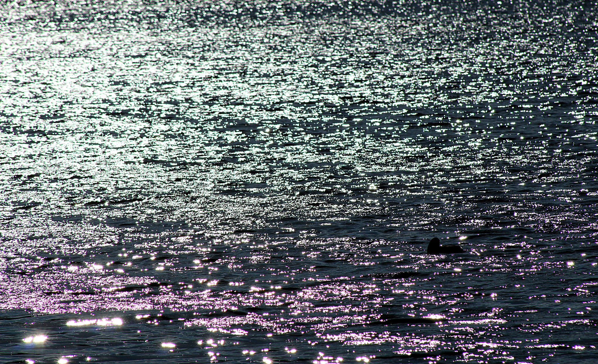 Canon EOS 1300D (EOS Rebel T6 / EOS Kiss X80) + EF75-300mm f/4-5.6 sample photo. Beauty of color defects photography