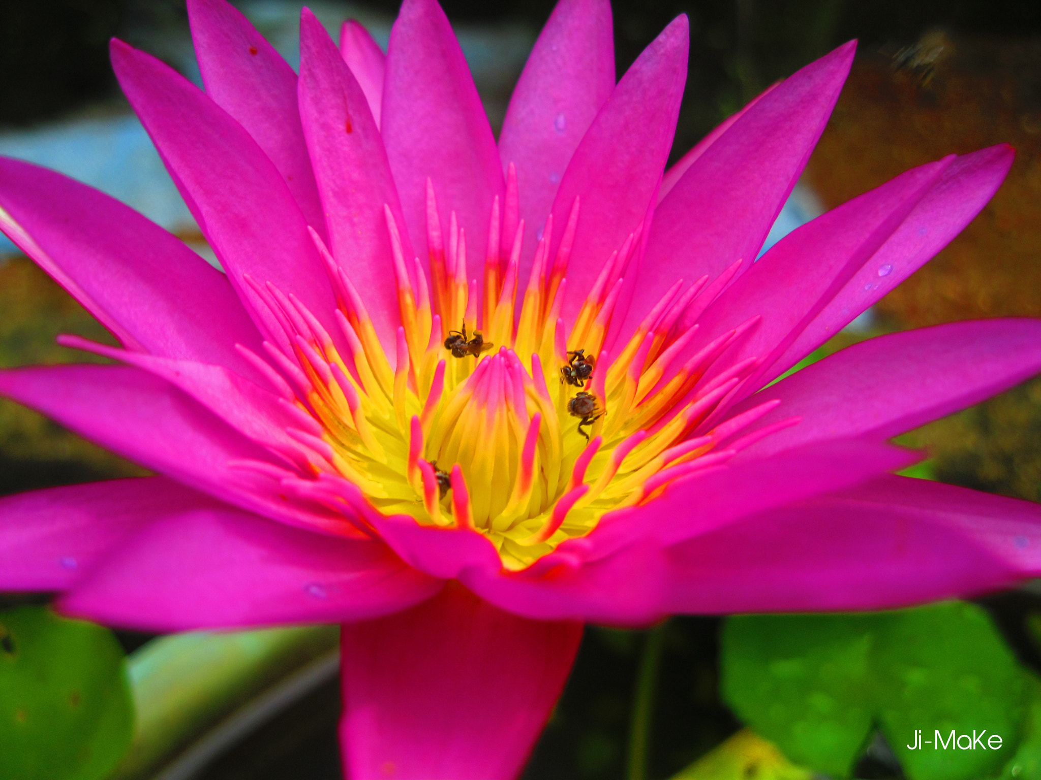 Canon PowerShot A3100 IS sample photo. Lotus flower photography